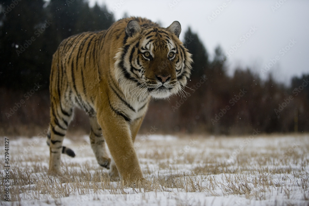 Obraz premium Siberian tiger, Panthera tigris altaica