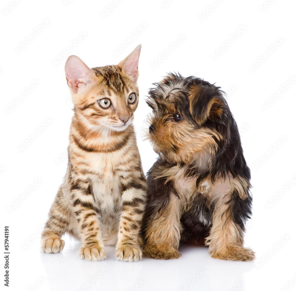 little kitten and puppy. isolated on white background