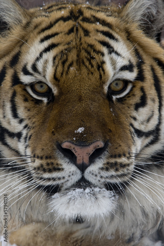 Siberian tiger  Panthera tigris altaica