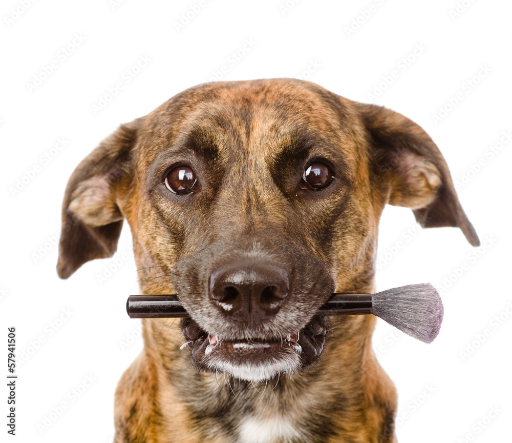 dog holding  makeup brush in its mouth. isolated on white 