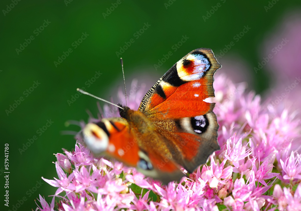 European Peacock (Inachis-io) butterfly on a pink flower European Peacock (Inachis-io) butterfly on a pink flower