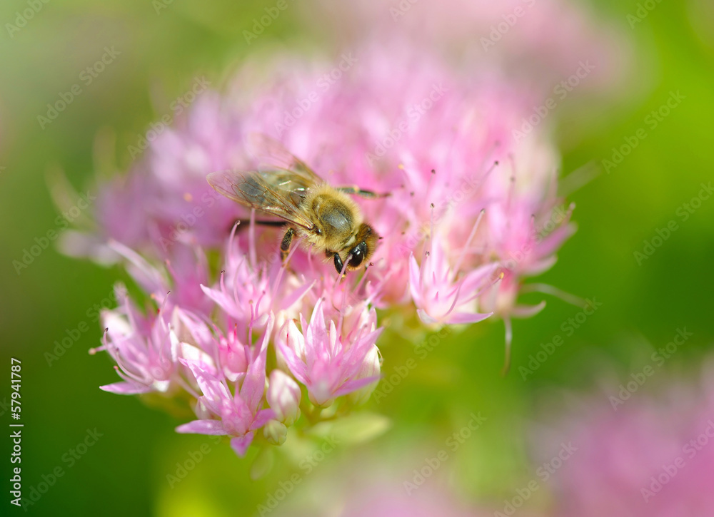 Bee on a pink flower, selective focus Bee on a pink flower, selective focus