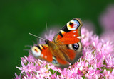 European Peacock (Inachis-io) butterfly on a pink flower