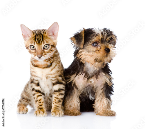 little kitten and puppy together. isolated on white background © Ermolaev Alexandr