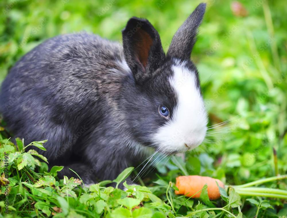 Funny baby rabbit with a carrot in grass Funny baby rabbit with a carrot in grass
