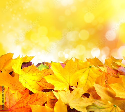 Autumn background with maple leaves. With copy space