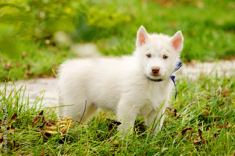 Siberian Husky puppy on grass