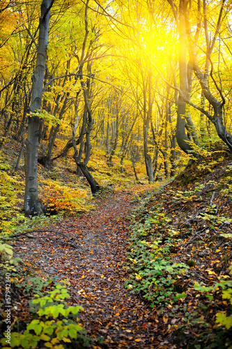 Autumn forest