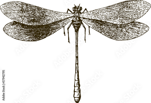 dragonfly