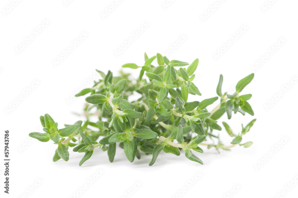 Thyme Thyme