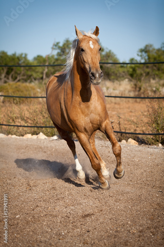 brauner französischer traber pferd portrait im freien © juniart
