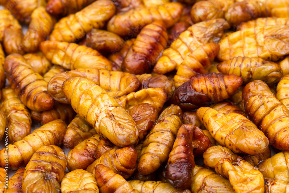 silk worm silk worm