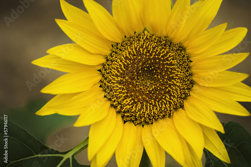 Close-Up of sunflower