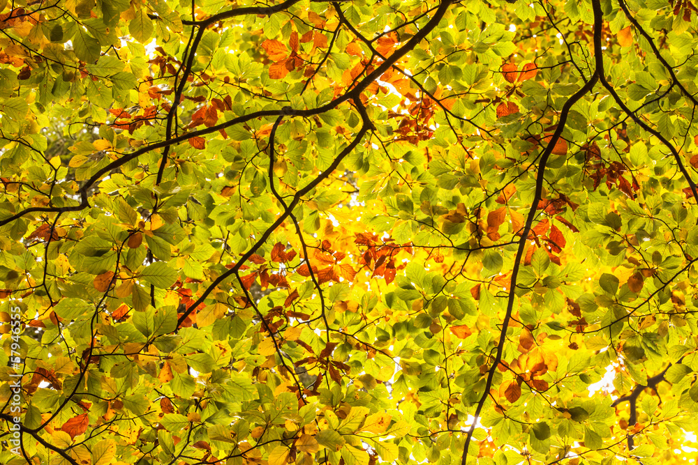 Detail shot of branches and leaves Detail shot of branches and leaves