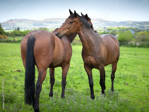 Fototapeta Naklejka Na Ścianę i Meble -  Two beautiful twin 6 year old horses cleaning each other