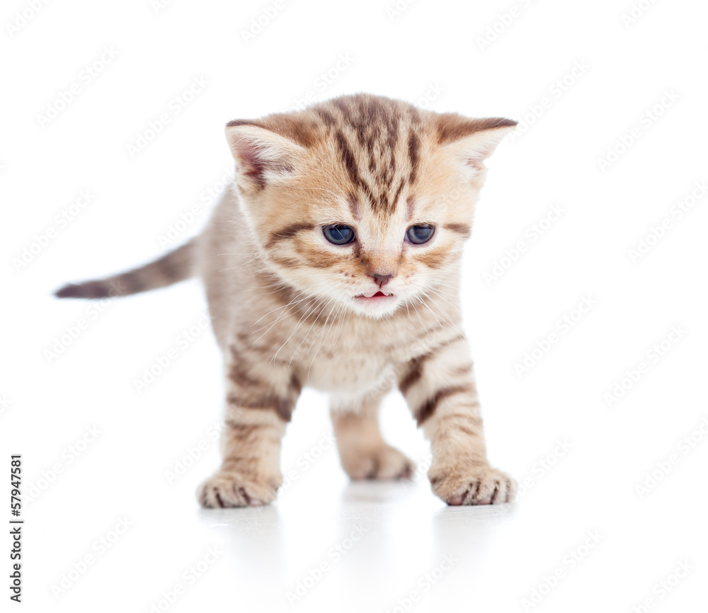 funny cat kitty isolated on white
