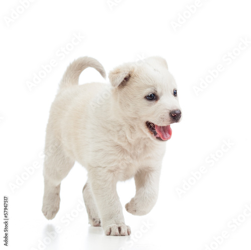 running puppy dog isolated on white