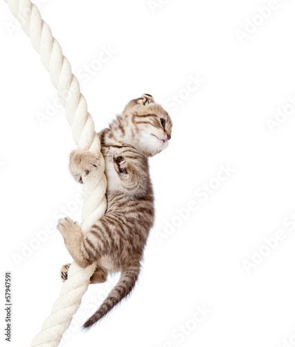 cat kitten climbing on rope isolated on white background