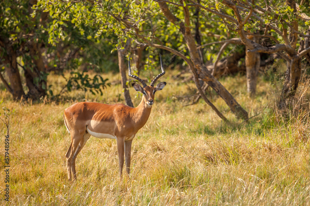 Impala male in reserve of Botswana Impala male in reserve of Botswana