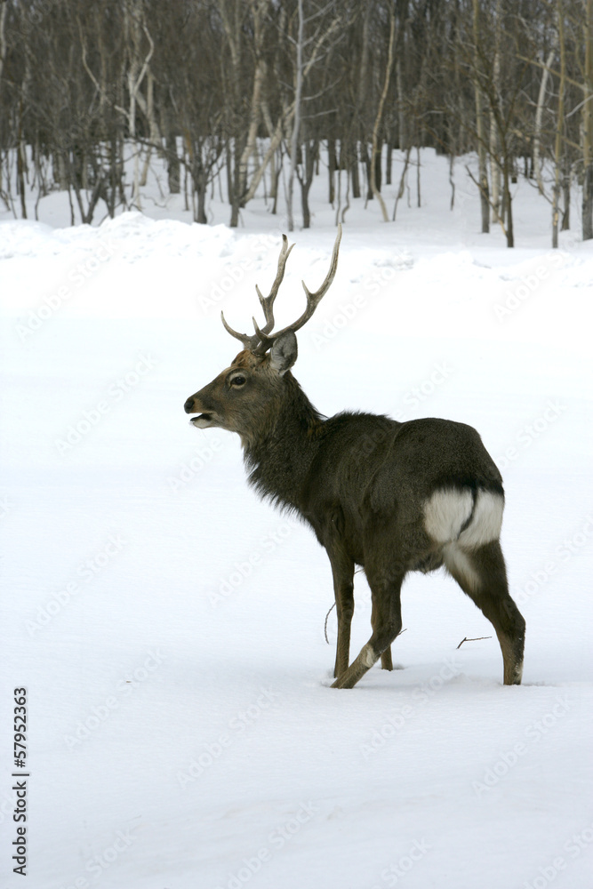 Sika deer, Cervus nippon, Sika deer, Cervus nippon,