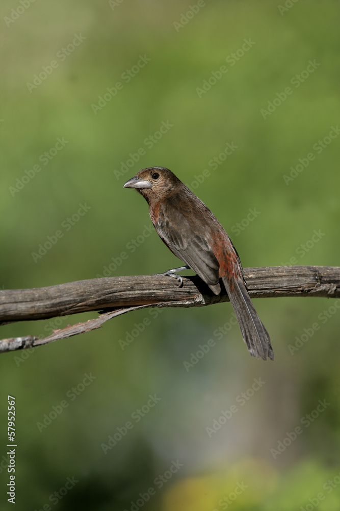 Silver-beaked tanager, Ramphocelus carbo Silver-beaked tanager, Ramphocelus carbo