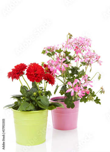Dahlia and Geranium flowers in pot