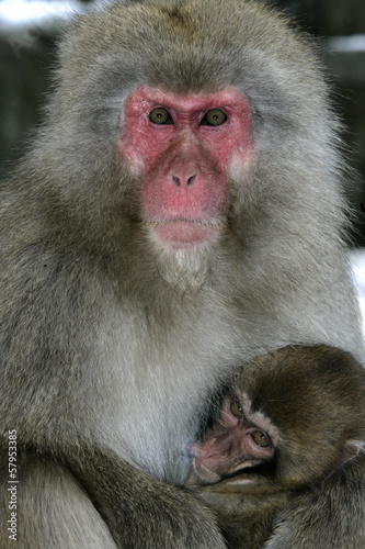 Snow monkey or Japanese macaque © Erni