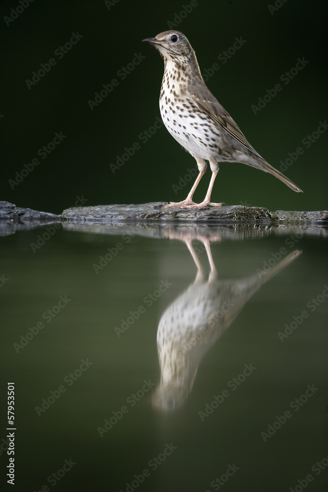Fototapeta premium Song thrush, Turdus philomelos