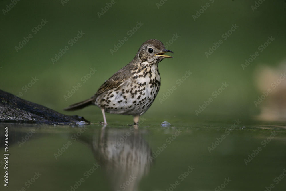 Fototapeta premium Song thrush, Turdus philomelos