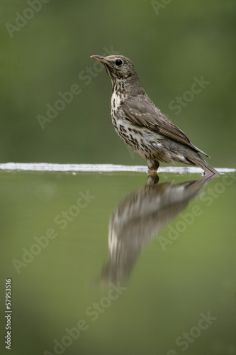 Song thrush, Turdus philomelos