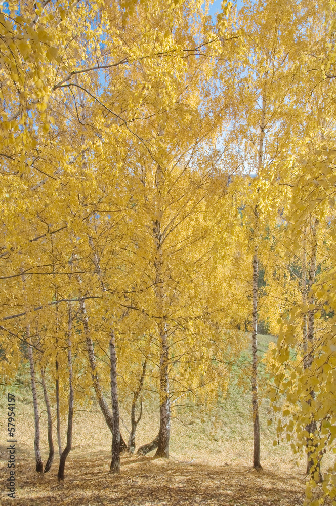 Березы  в солнечном cвете. Осень, желтые листья