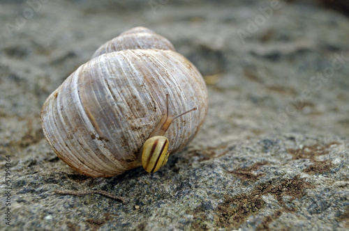 little snail and big shell (3)