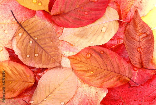 Yellow and red tree leaves with water drops