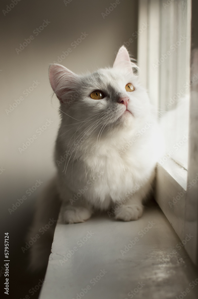 Fototapeta premium White Persian cat