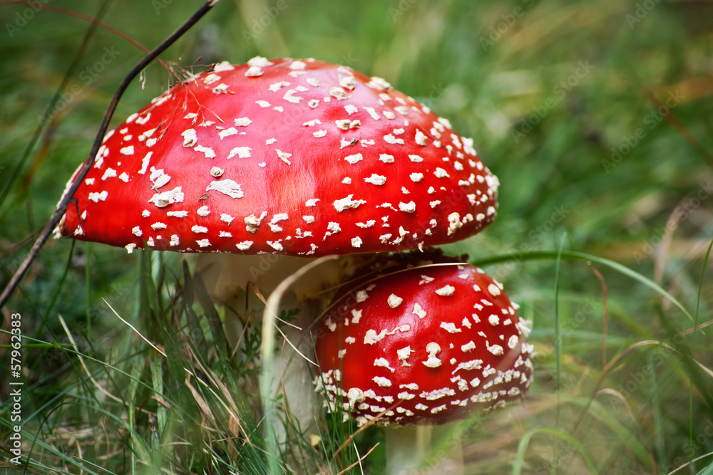 Amanita muscaria toxic mushroom in grass