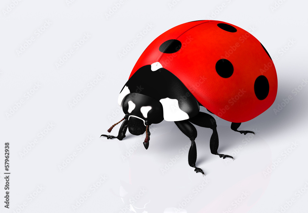 Fototapeta premium Ladybird