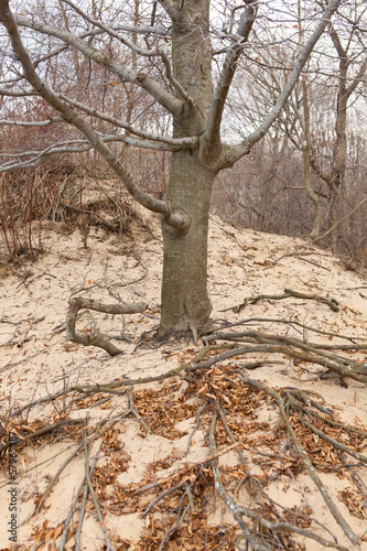 Foto Dune tree