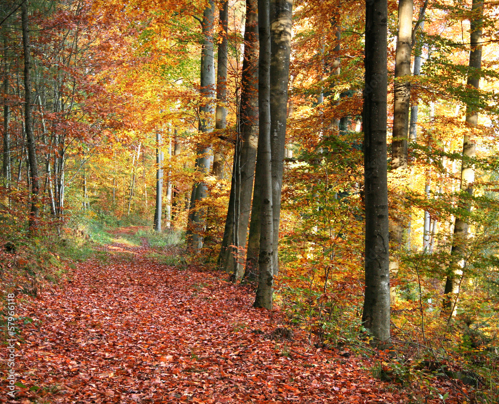 autumn forest scenery autumn forest scenery