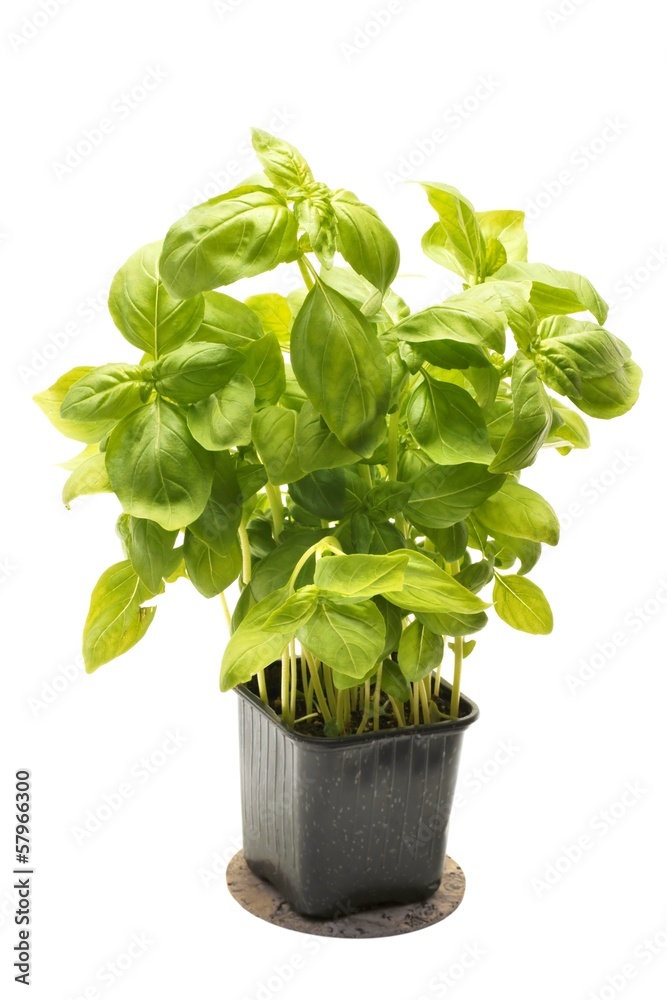 Basil in flowerpot on a white background Basil in flowerpot on a white background