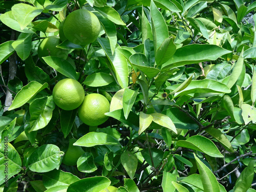 Orange tree