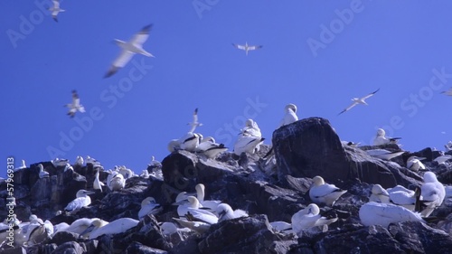 Morus bassanus gannet photo