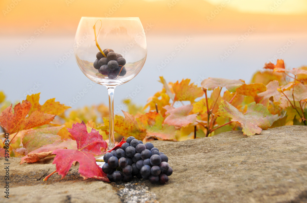 Fototapeta premium Grapes in the glass. Terrace vineyards in Lavaux region, Switzer