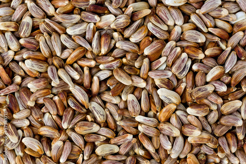 Photography Safflower Seeds (Carthamus tinctorius)