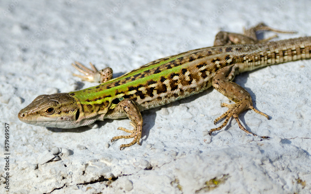 Ruineneidechse (Podarcis siculus) - Italian Wall Lizard Ruineneidechse (Podarcis siculus) - Italian Wall Lizard