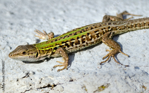 Ruineneidechse  Podarcis siculus  - Italian Wall Lizard