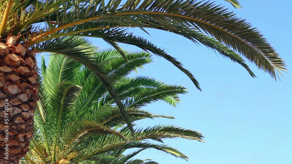 Palm tree swaying in the wind Palm tree swaying in the wind