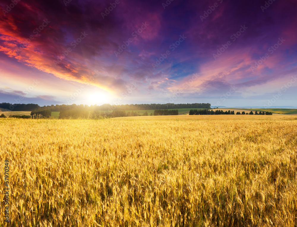Fototapeta premium wheat