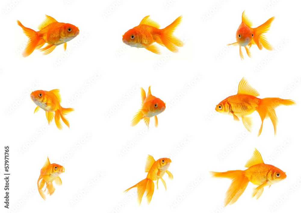Naklejka premium Set of gold fishes