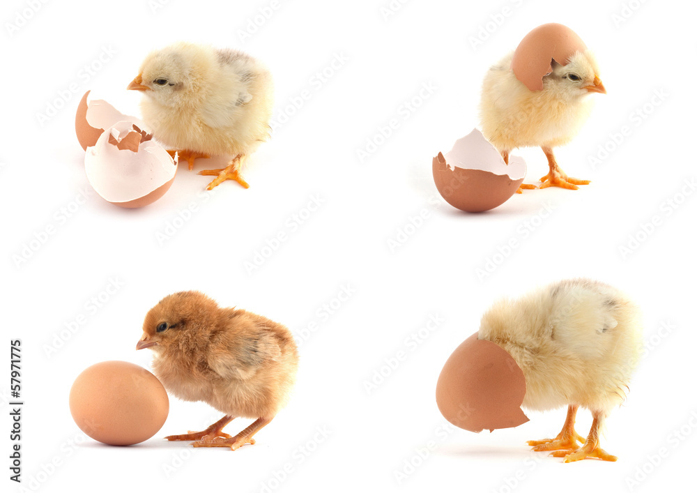 Fototapeta premium The set of yellow small chicks with egg