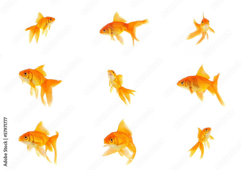 Set of gold fishes Set of gold fishes